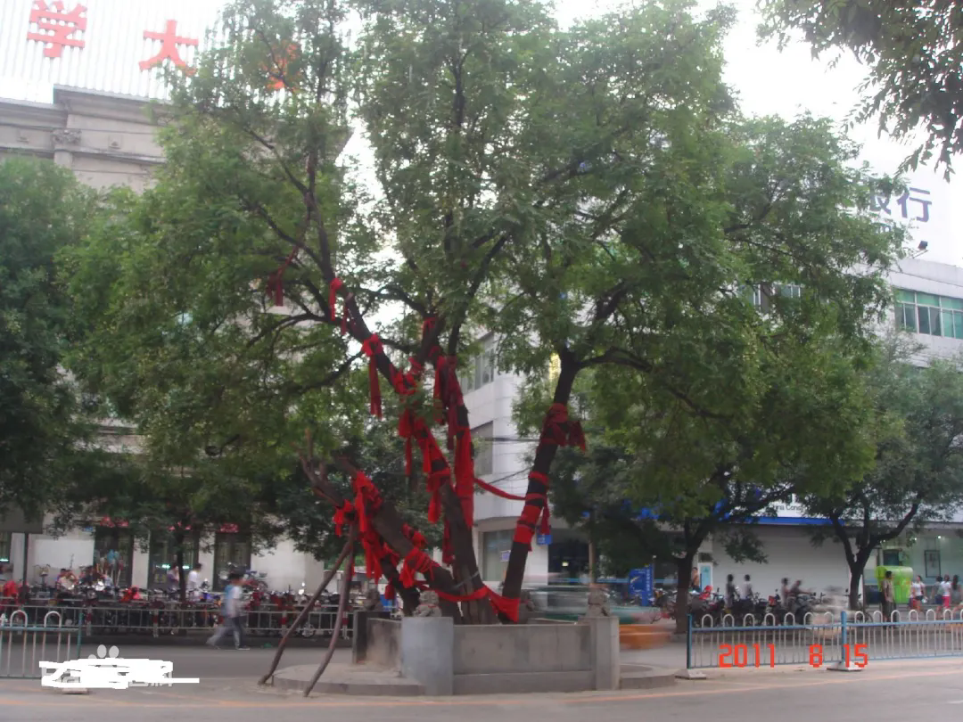 山东济宁古槐的传说